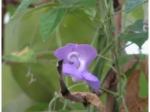 Physostigma