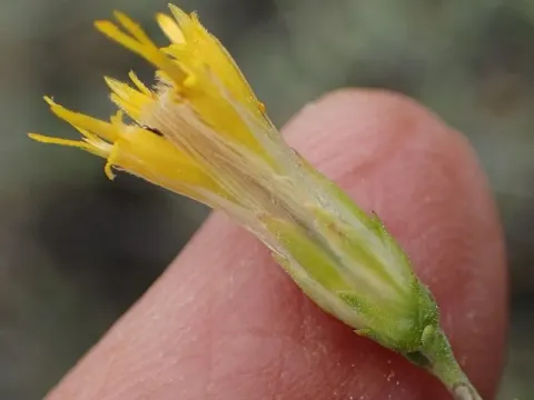 Pegolettia