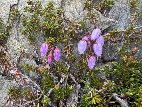 Blue mountainheath
