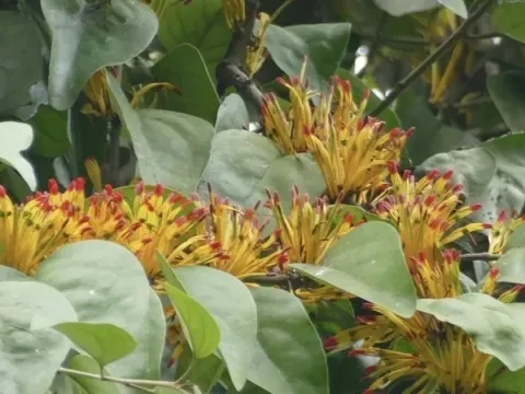 Phragmanthera