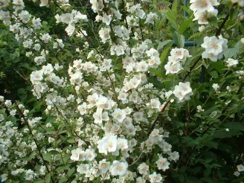 Cymose mock-orange