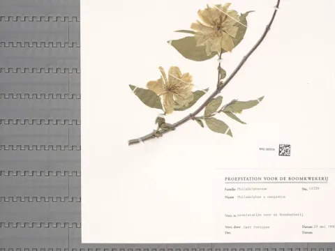 Mock orange