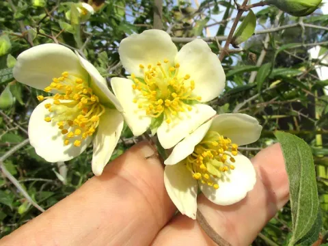 Coulter's mock-orange