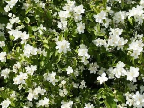 Mock orange