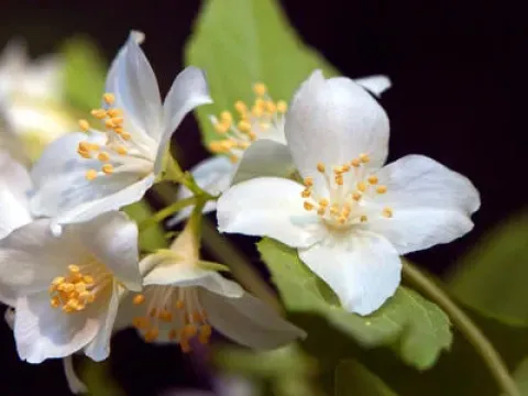 Mock orange