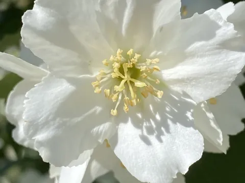 Philadelphus laxiflorus