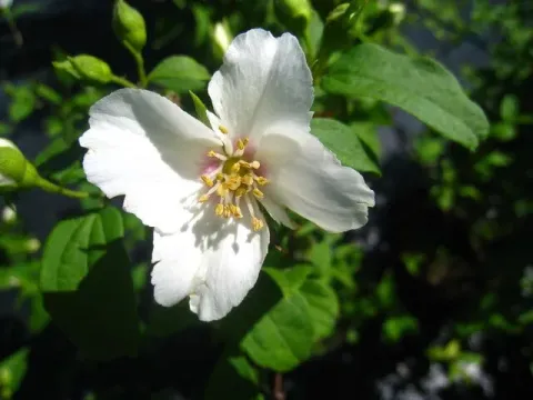 Lemoine Mock Orange