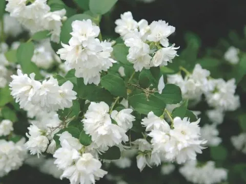 Snow mock orange