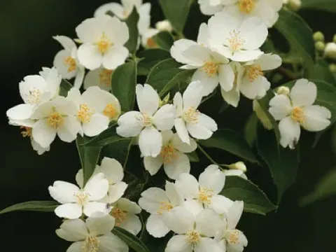 Mock orange (Philadelphus pubescens)
