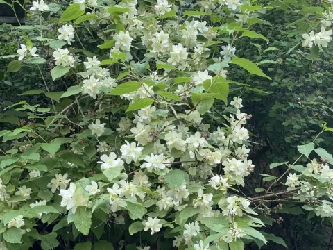 Peking mock orange