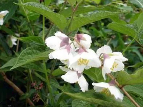Purple mock orange