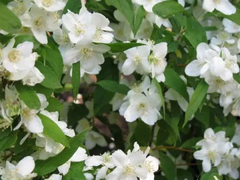 Willow-leaf mock orange