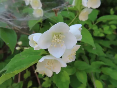 Satsuma mock orange