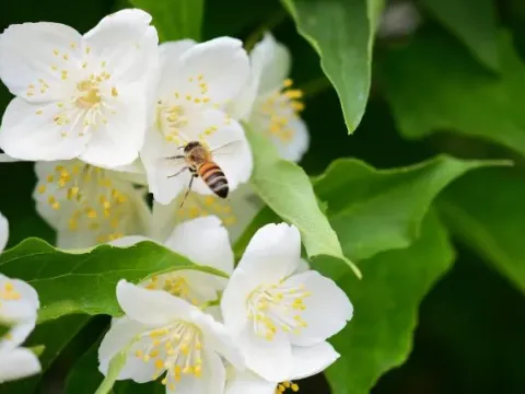 Shrenk's mock-orange