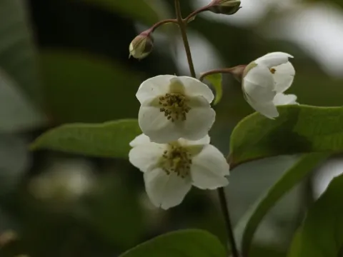 Philadelphus tomentosus
