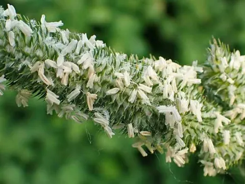 Timothy grass