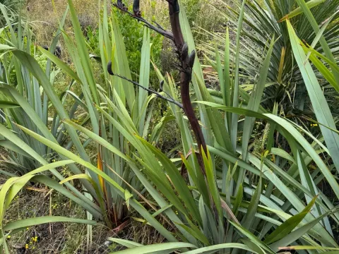 New Zealand flax