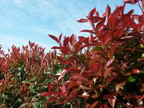 Photinia