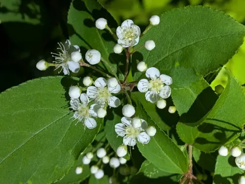 Pourthiaea