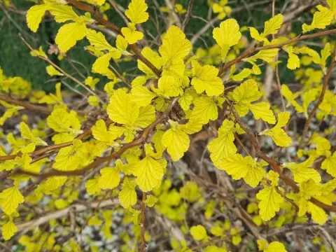 Ninebark