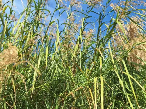 Mauritian reed