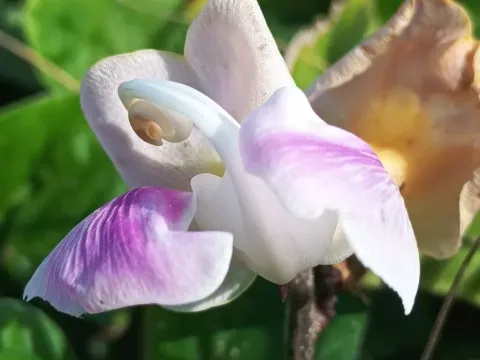 Phaseolus adenanthus