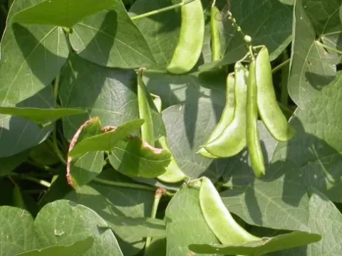 Lima bean