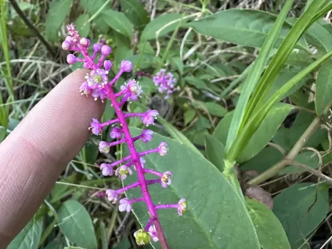 Phytolacca rivinoides