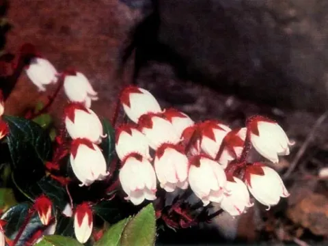 Phyllothamnus