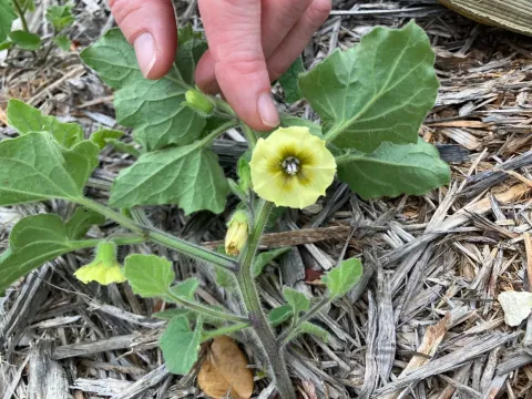 Clammy groundcherry