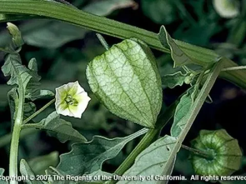Lancet-leaved groundcherry
