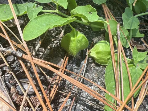 Lance-leaved groundcherry