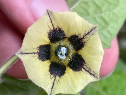 Physalis neesiana