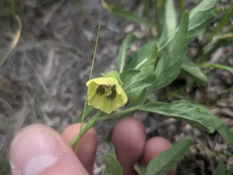 Physalis virginiana