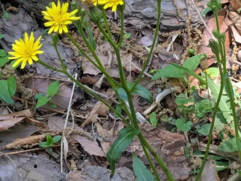 Japanese picris