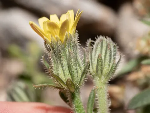 Picris pauciflora