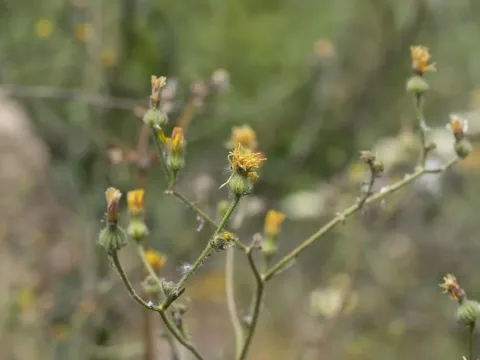 Picris sprengeriana
