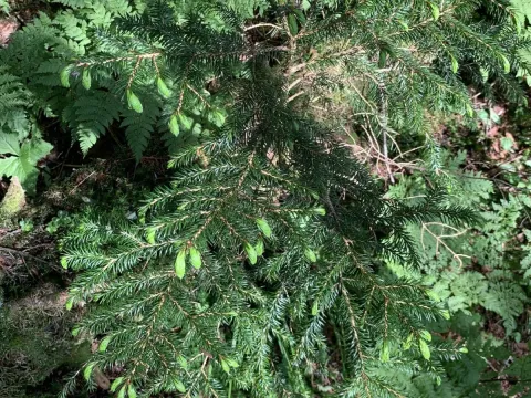 Torano spruce