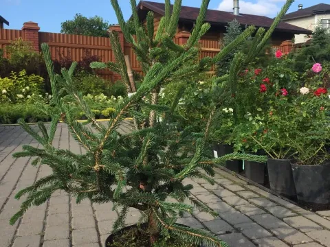 Retroflex spruce