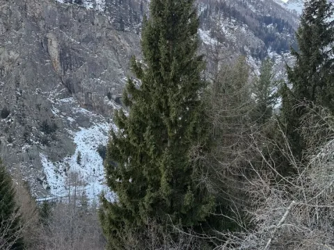 Ялина
