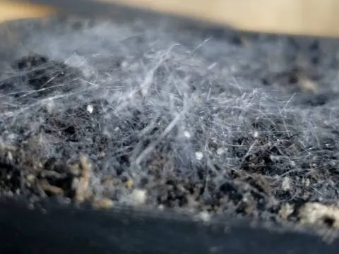 Клароідеогломус
