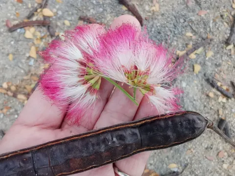 Саманея