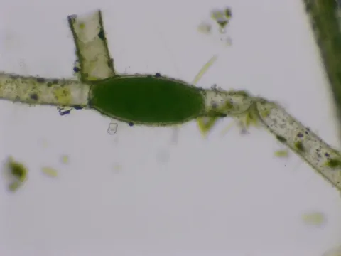 Pithophora
