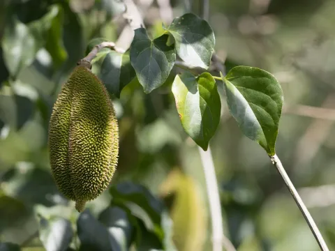 Pithecoctenium muricatum