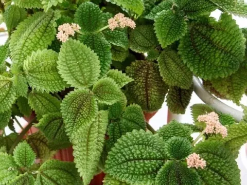 Pilea