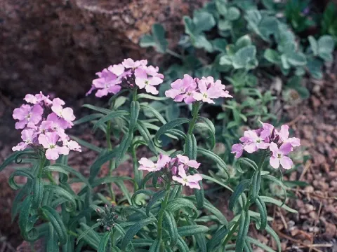 Клаусия