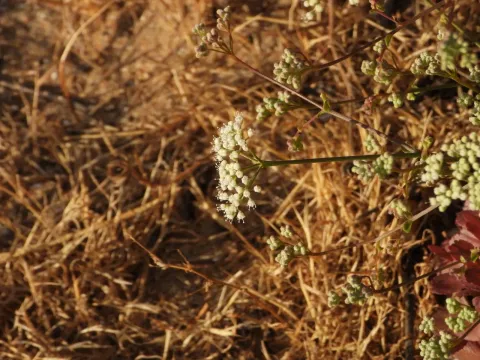 Pimpinella villosa