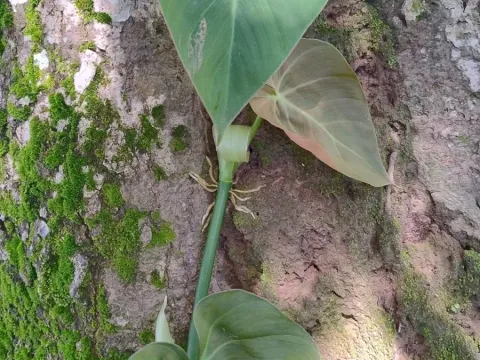 Philodendron scandens