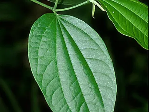 Piper angustifolium
