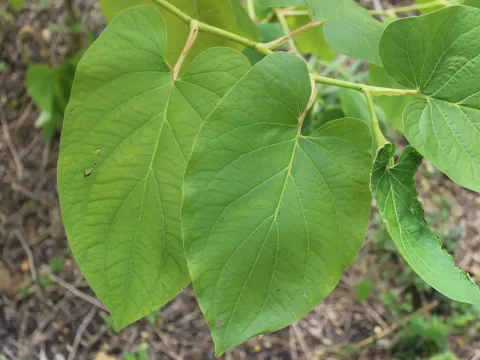 Piper auritum